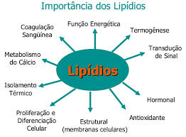 Lipídios na Linhaça